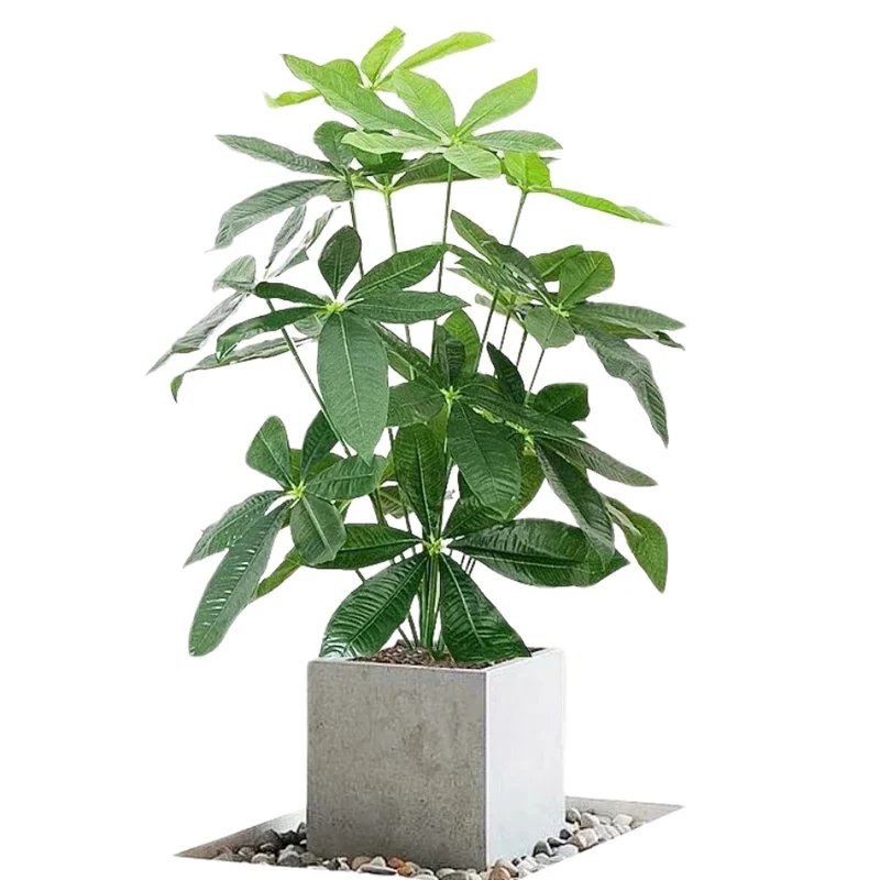 Arbre Pachira Luxe