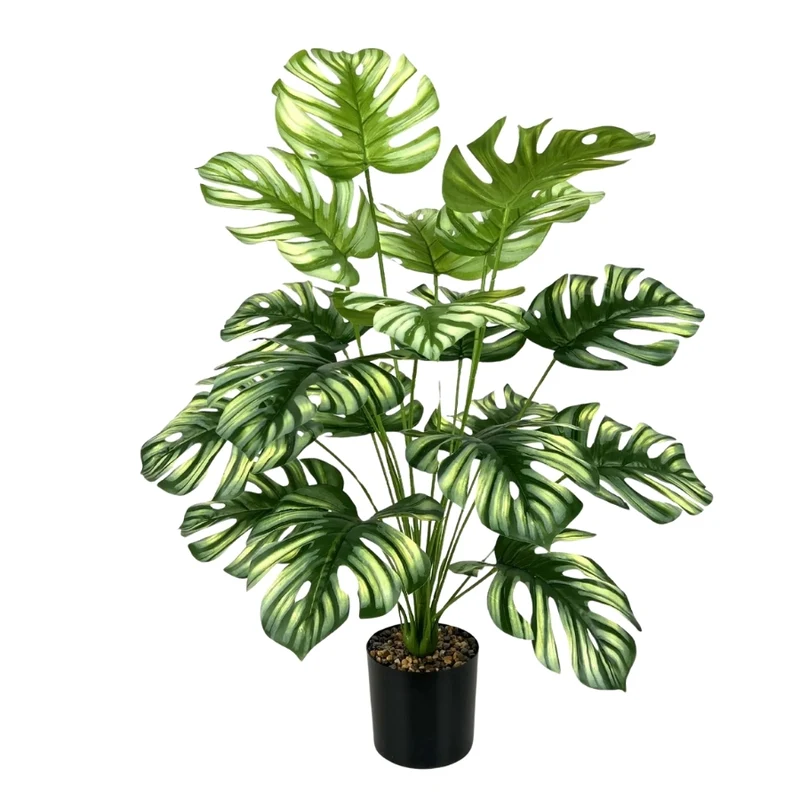 Monstera Éternelle