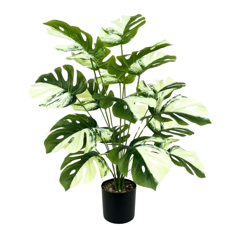Monstera Variegata™
