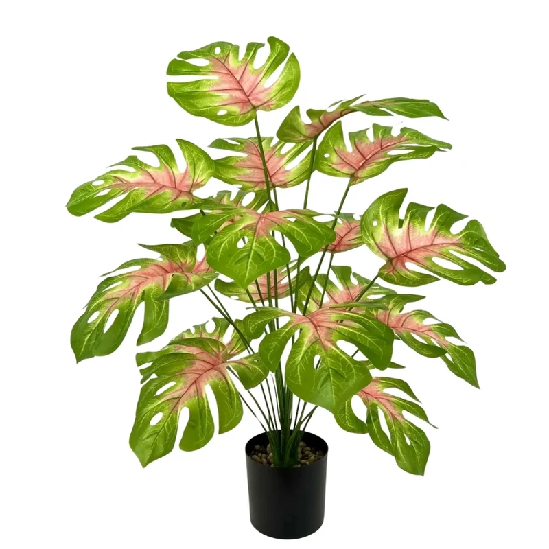Monstera Rosea