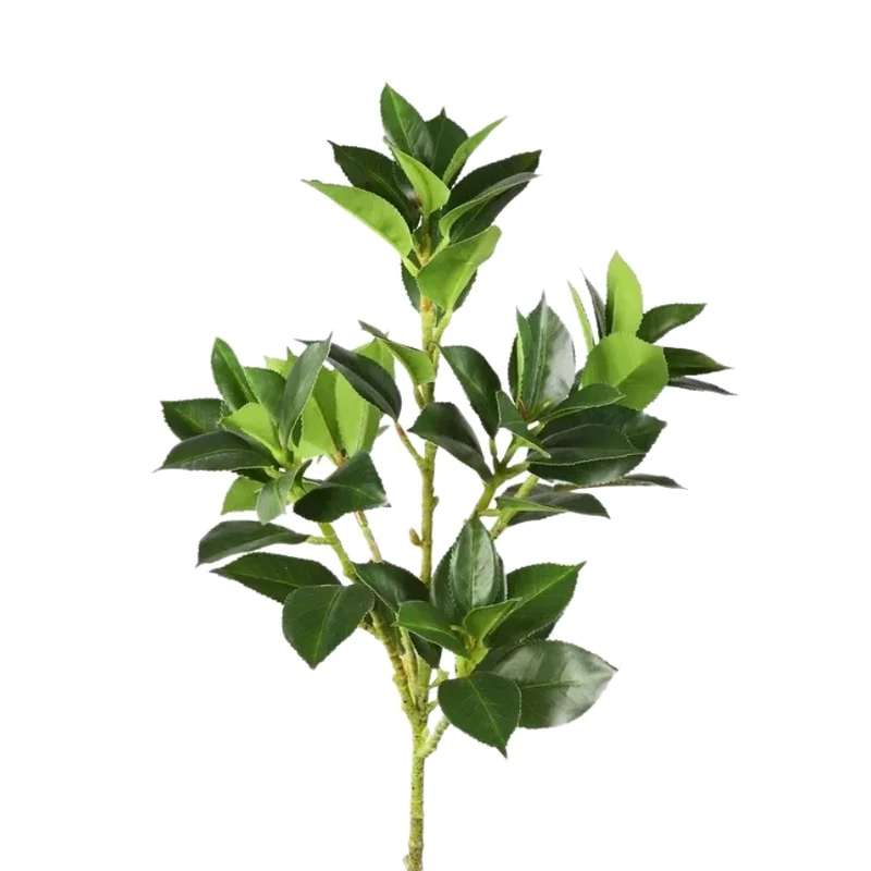 Feuillage Éclatant