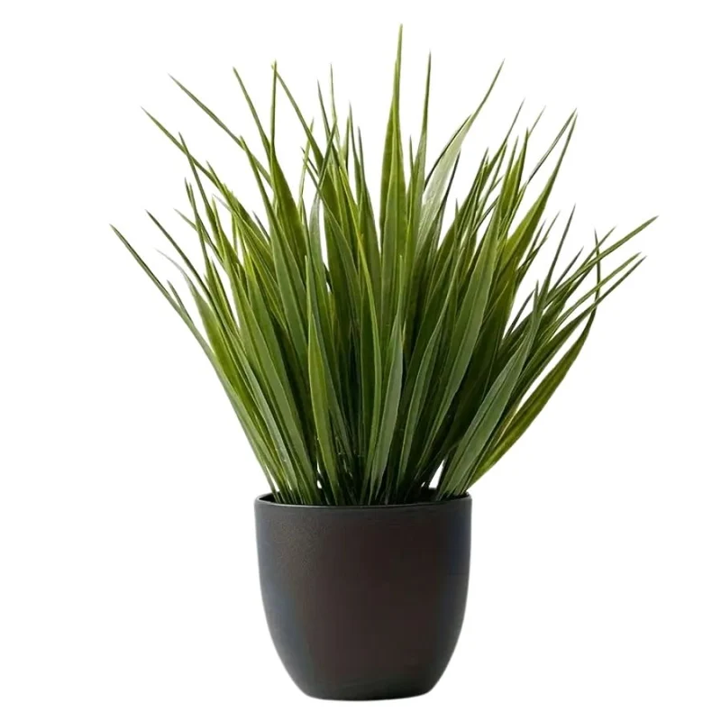 Duo de SaugeBonsaï