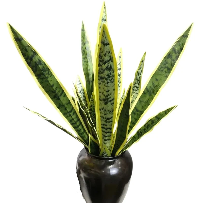 Duo Glow de Sansevia