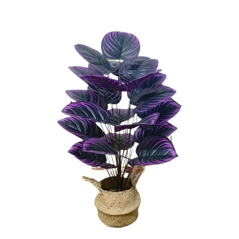 Calathea Violette Élégance